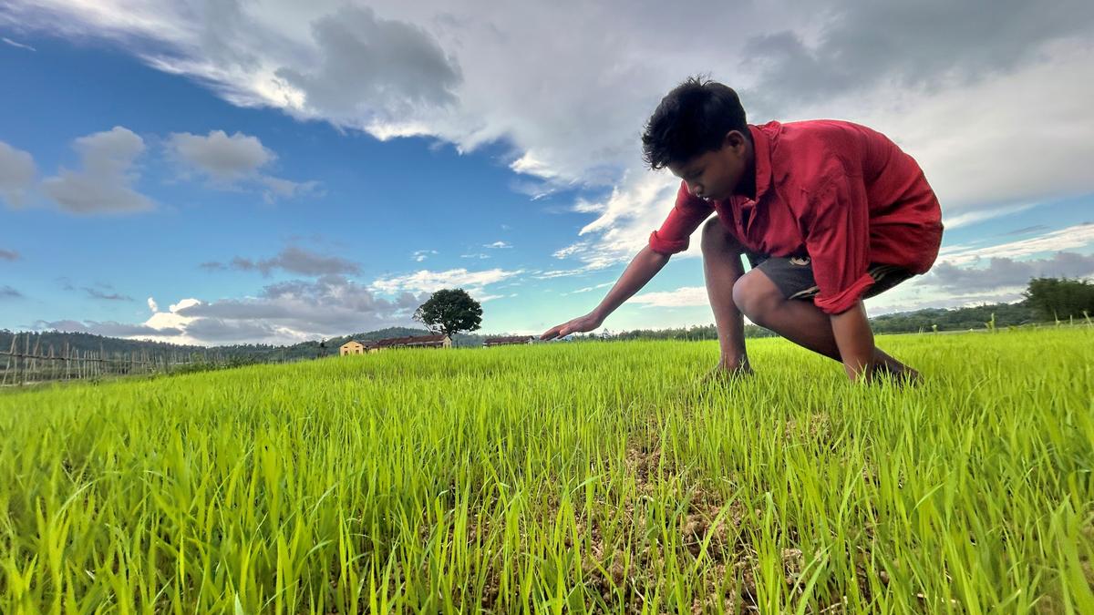 Govt raises paddy MSP by ₹69 to ₹2,369 per quintal for 2025-26
