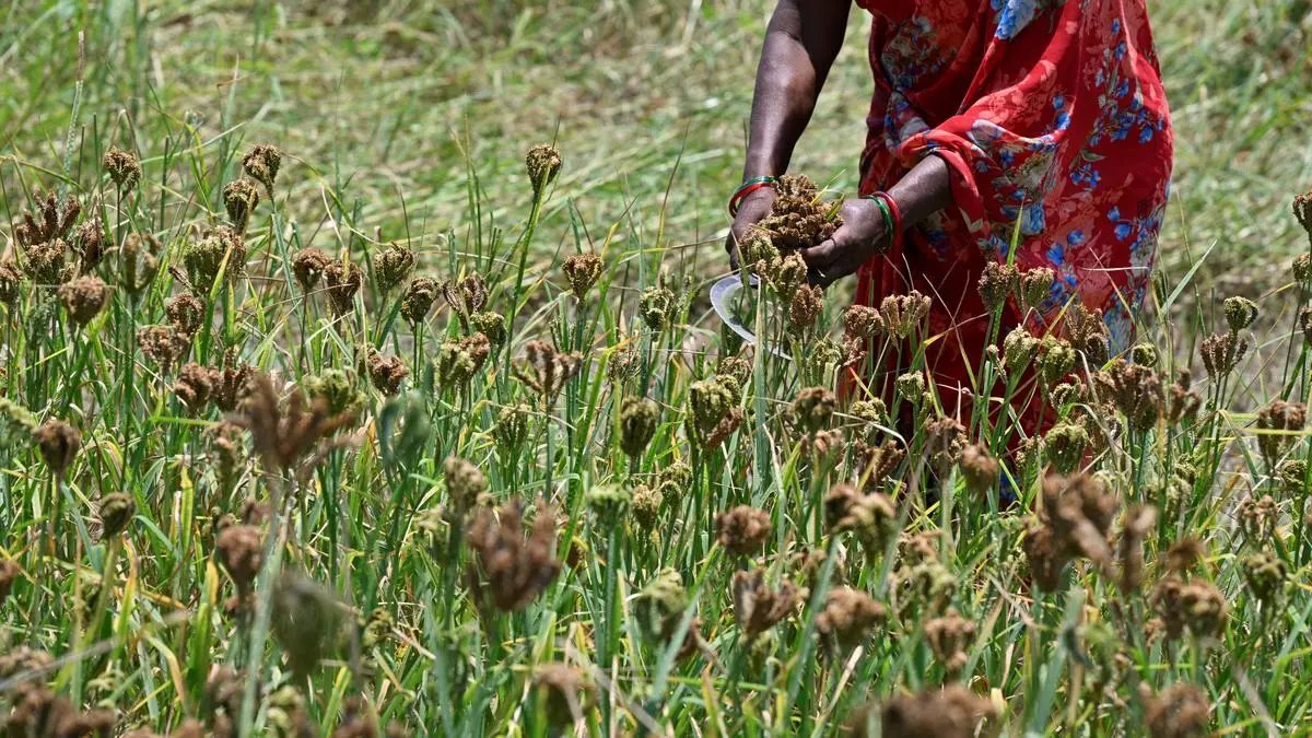 Value-added millet products fail to gain traction in rural India