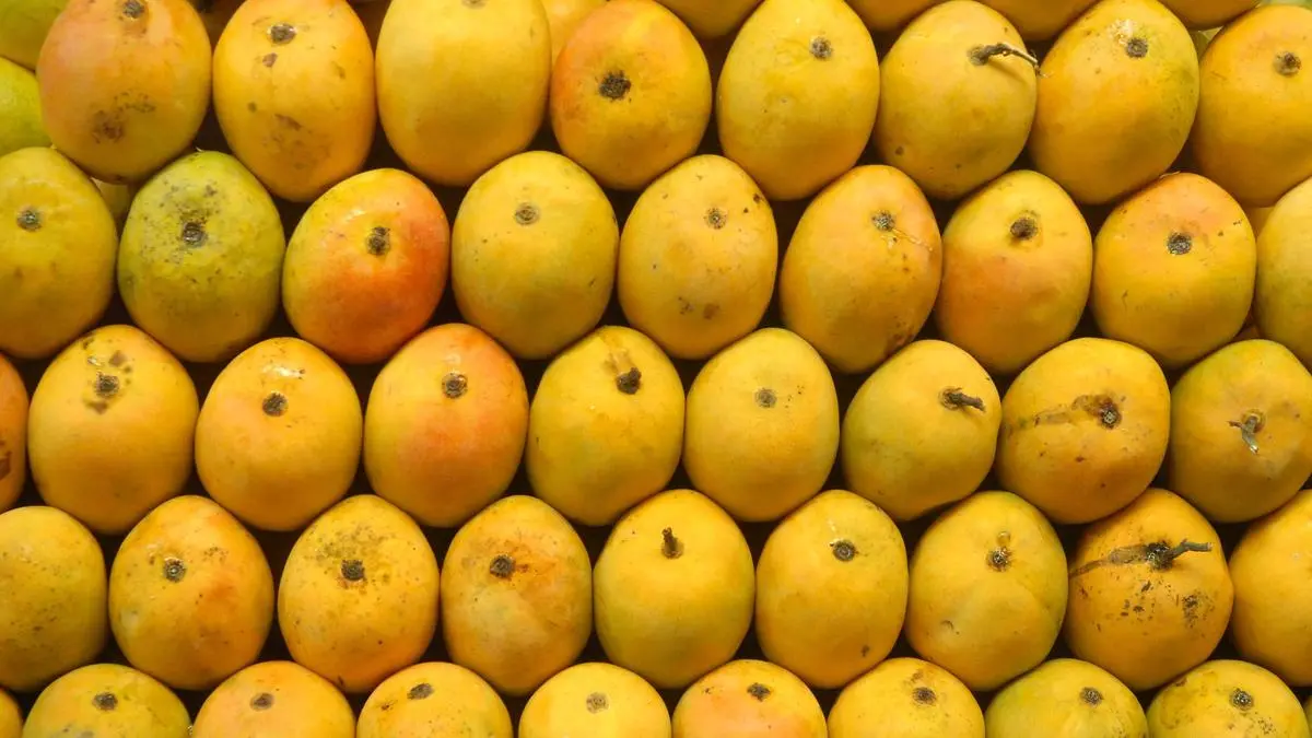 Karnataka mango growers to be compensated jointly by Centre, State under PDPS scheme