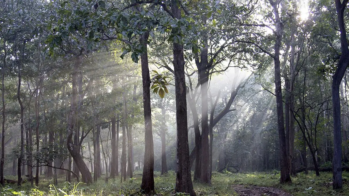 Guardians of the green: Communities must lead India’s fight for survival