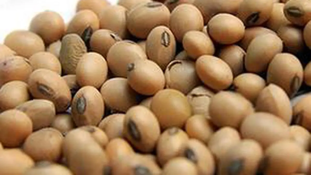 SOPA estimates 2% increase in kharif 2025 soyabean area at 119.69 lakh ha