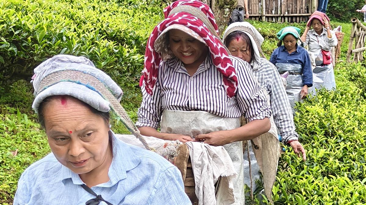 Why tea is only part of the story at Makaibari